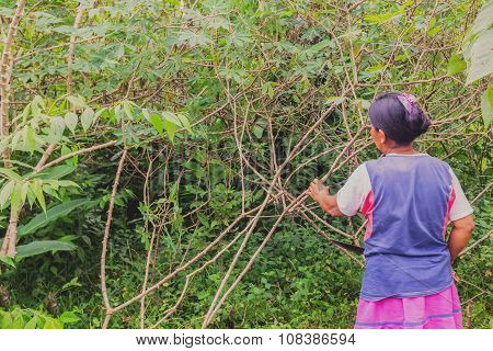 Siona Woman Prepares To Cut A Yucca Root