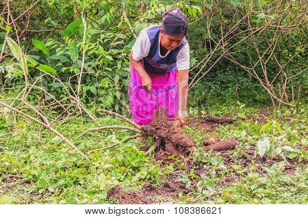Indigenous Woman Picking Yucca From The Garden