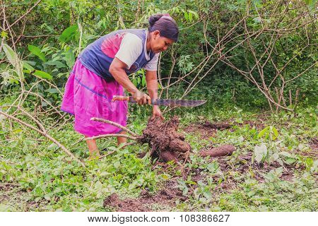 Siona Woman Cutting Yucca From The Garden