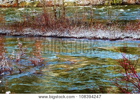 Red Plants Winter Leaves Snow Ice Wenatchee River Valley Near Stevens Pass Leavenworth Washington