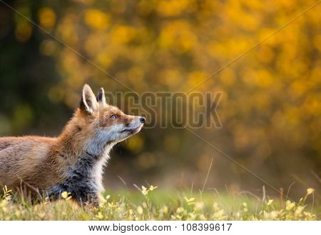 Fox (Vulpes vulpes) hunting in europe forest