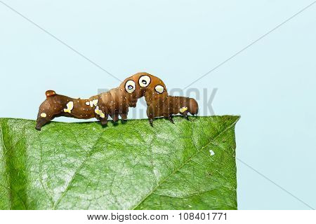 Brown And White Dot Caterpillar Of  Othreis ( Eudocima Falonia ) Moth