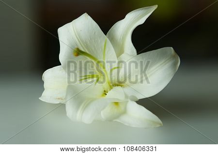 Lily