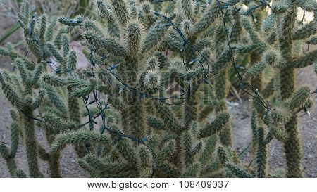 Cactus Plant
