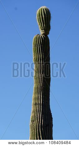 Cactus Plant