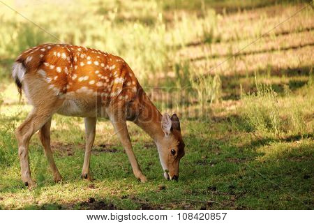 Sika deer, also known as Japanese deer on a glade