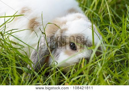 Rabbit