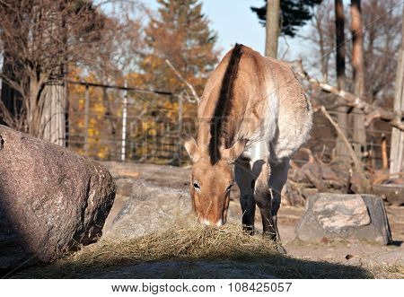 Przewalski Horse