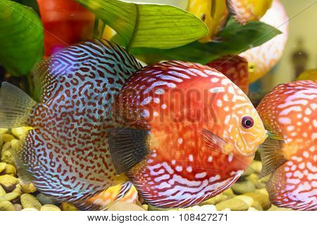 Fish