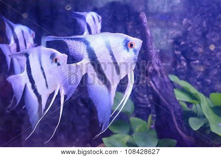 Fish