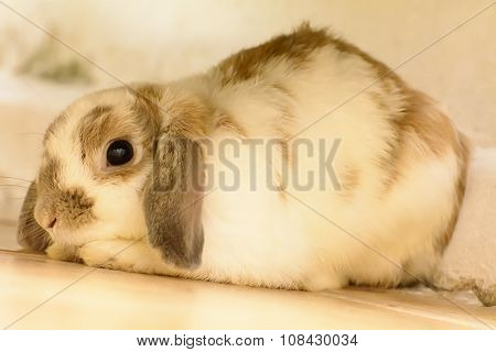 Rabbit