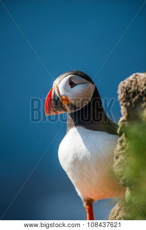 Puffin