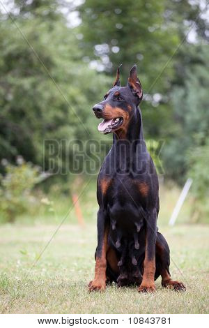 Doberman สีดำ
