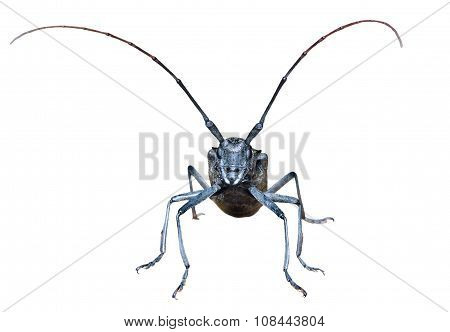 Capricorn Beetle