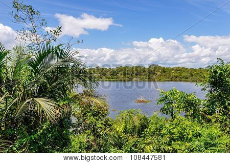View Of The Lake In The Amazon Rainforest, Manaos, Brazil