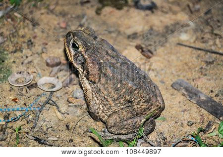 Huge Toad In The Amazon Rainforest, Manaos, Brazil