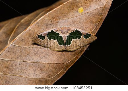 Celenna Festivaria Moth