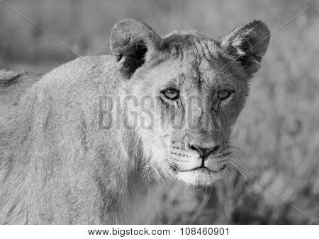 Black & White image of an adolescent Lion