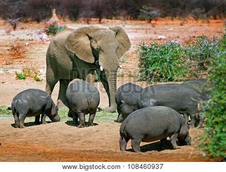 Elephant amongst the Hippo's