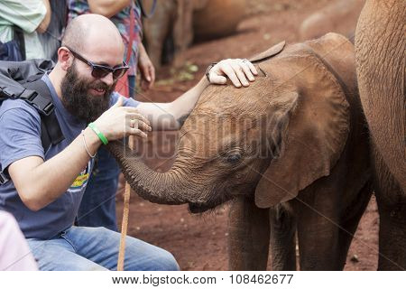 NAIROBI, KENYA- NOVEMBER 11, 2015: A baby elephant interacts with a tourist at the Sheldrick elephant orphanage in Nairobi, Kenya