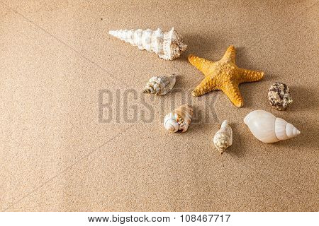shells on sand