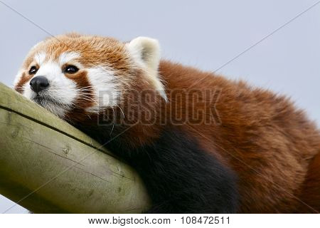 Bored Zoo Animal