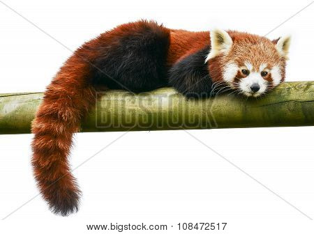 Red Panda