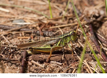 Two-striped Grasshopper