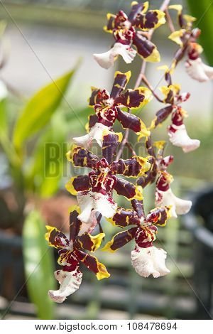 Yellow Oncidium Orchids Bloom In The Tropical Garden