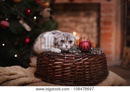 Cat Breed Scottish Fold, Christmas And New Year