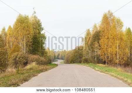 Empty Road In Autumn Countryside With Yellow Birchtrees