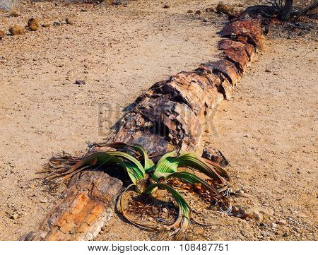 Welwitschia Mirabilis in Namib Desert
