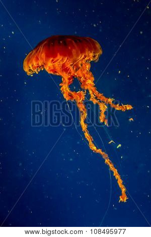 A Beautiful Orange Pacific Jellyfish