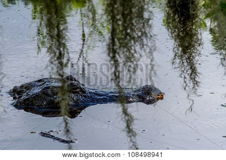A Wild Alligator (Alligator mississippiensis) Behind Spanish Moss in Texas.