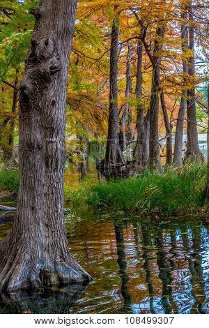 Brilliant Fall Leaves on Bald Cypress Trees in Texas