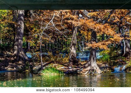 Brilliant Fall Leaves on Bald Cypress Trees in Texas