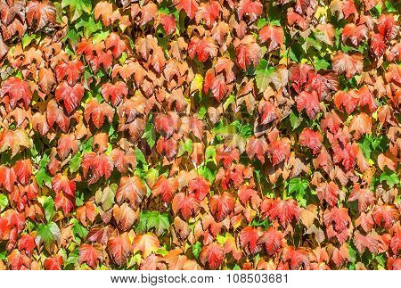 Wall Of Autumn Leaves Of Wild Grapes