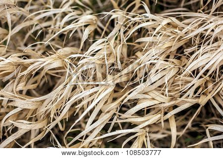 Dried Quitch