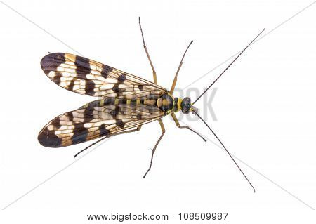 Scorpion Fly From Family Panorpidae On  White Background