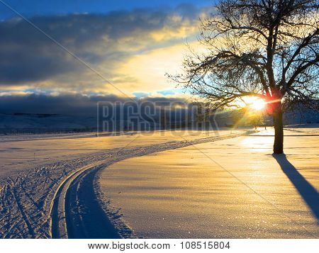 Cross country nordic ski trail and tracks by a tree at sunset in the mountains.