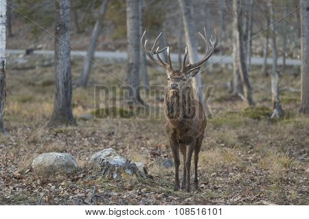 A large elk or red deer in the woods
