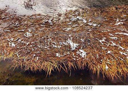Winter Leaves Snow Ice  Abstract Wenatchee River Valley Near Stevens Pass Leavenworth Washington