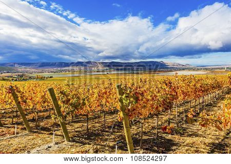 Yellow Leaves Vines Rows Grapes Fall Vineyards Red Mountain Benton City Washington