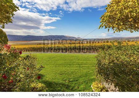 Yellow Leaves Vines Rows Grapes Fall Vineyards Red Mountain Benton City Washington