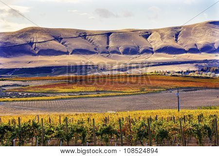 Orange Yellow Leaves Vines Rows Grapes Fall Vineyards Red Mountain Benton City Washington
