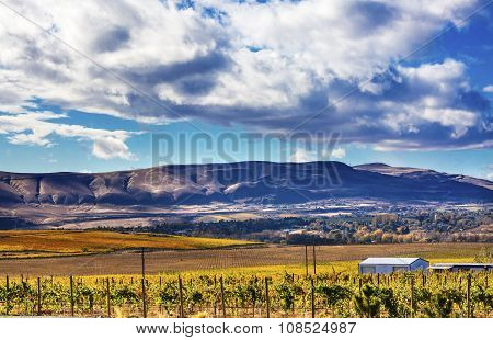 Yellow Leaves Vines Rows Grapes Fall Vineyards Red Mountain Benton City Washington