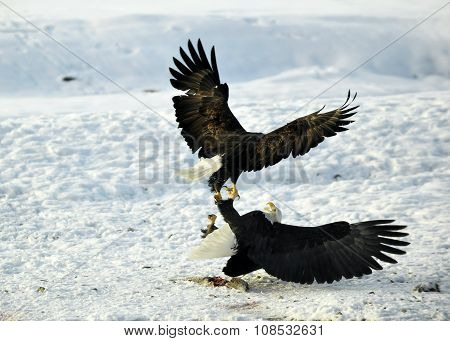 Eagles Fight . Two Bald Eagles (haliaeetus Leucocephalus Washingtoniensis )