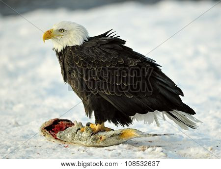 The Bald Eagle ( Haliaeetus Leucocephalus ) Sits On Snow And Eats A Salmon Fish.