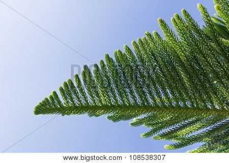 Closeup Of Nolfolk Island Pine Leaves