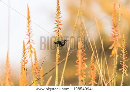 Male Purple sunbird perched on wild flower stem to collect nectar